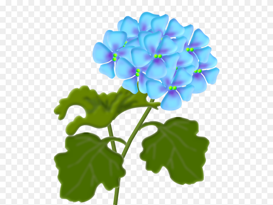 Jardim Flowers Flower Clipart Flowers, Geranium, Plant Png