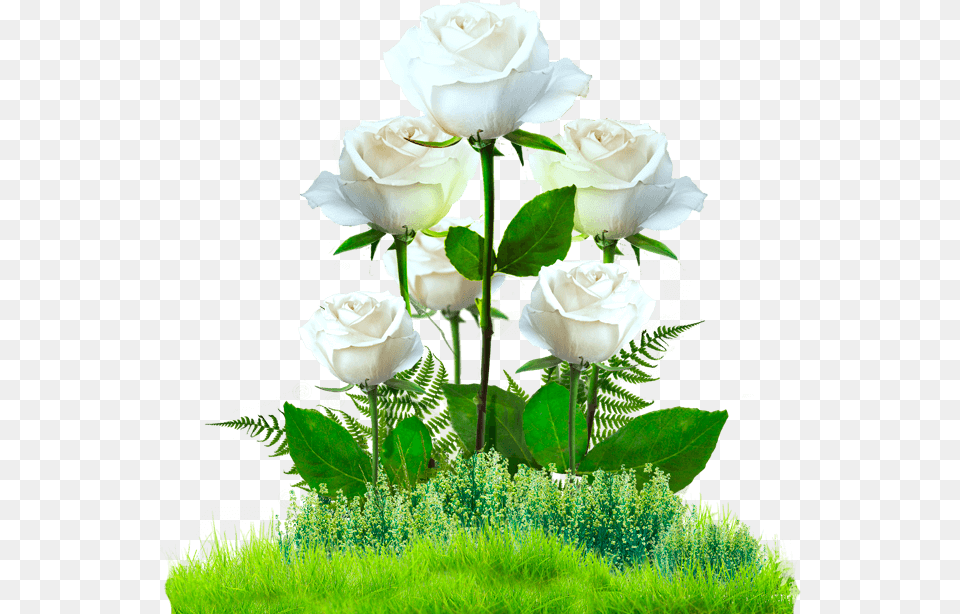 Jardin De Rosas Jardin Con Rosas, Flower, Flower Arrangement, Flower Bouquet, Plant Free Png Download