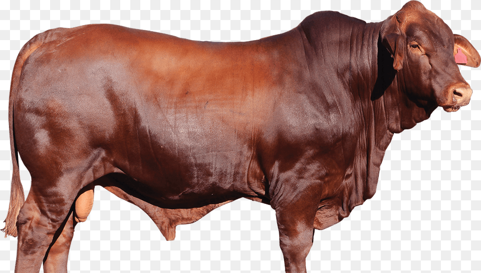 Jarrah Red Cow Red Bull, Animal, Cattle, Livestock, Mammal Png