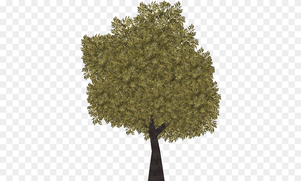 Jarrah Tree Plane, Plant, Conifer, Oak, Sycamore Free Transparent Png