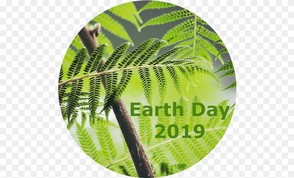 Jasco Cleans Up For Earth Day End We Only Regret The Chances We Didn T Take, Leaf, Photography, Plant, Fern Free Transparent Png