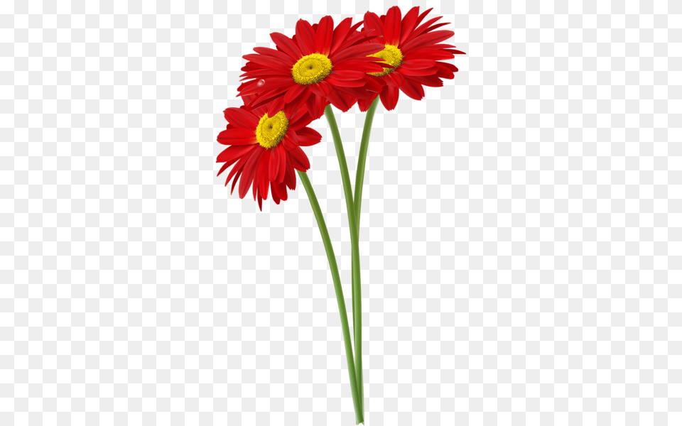 Jaslice Clip Art, Daisy, Flower, Plant, Petal Png