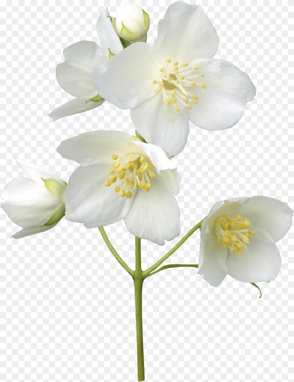 Jasmin Flower Leaves Jasmine Tattoos Flowers White Jasmine Flower, Anther, Plant, Pollen, Rose Free Png Download
