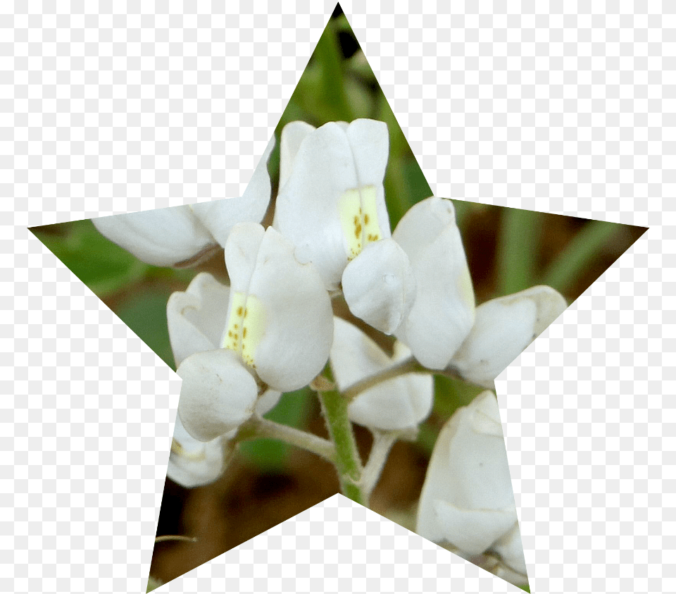 Jasmine, Flower, Plant, Petal, Orchid Free Transparent Png
