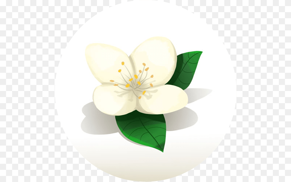 Jasmine, Anemone, Flower, Plant, Anther Png Image