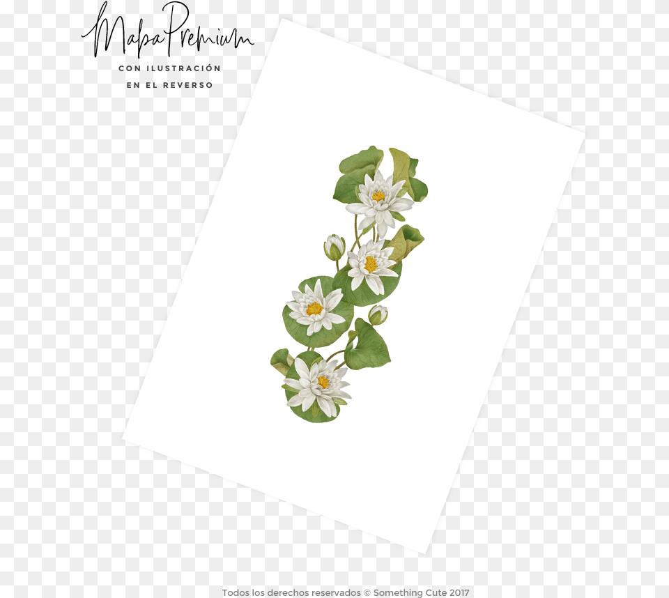 Jasmine, Envelope, Greeting Card, Mail, Flower Free Png