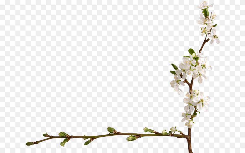 Jasmine, Flower, Plant, Petal, Leaf Free Png