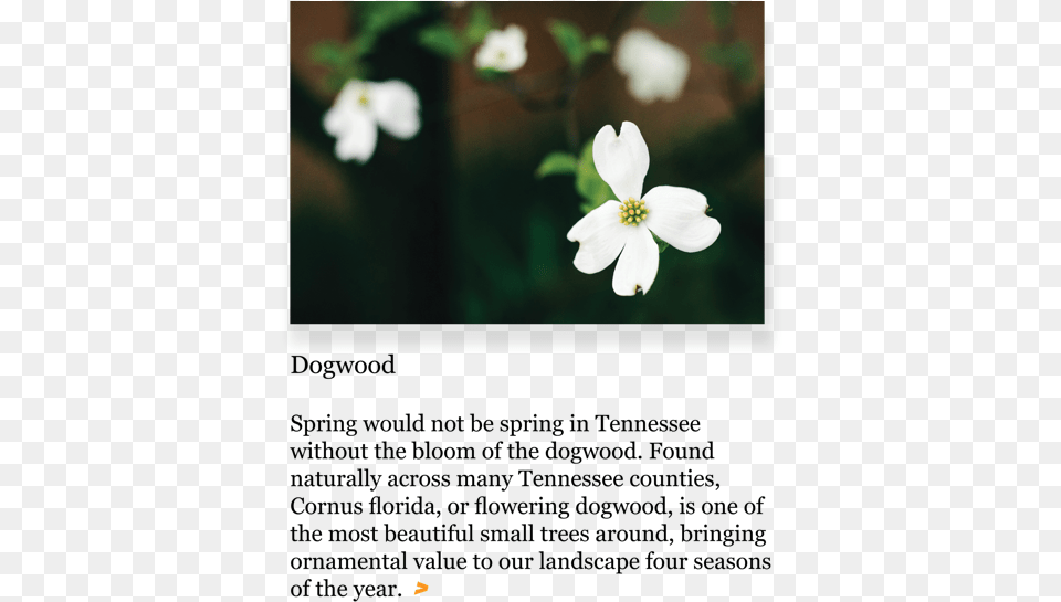 Jasmine, Anemone, Flower, Geranium, Petal Free Transparent Png