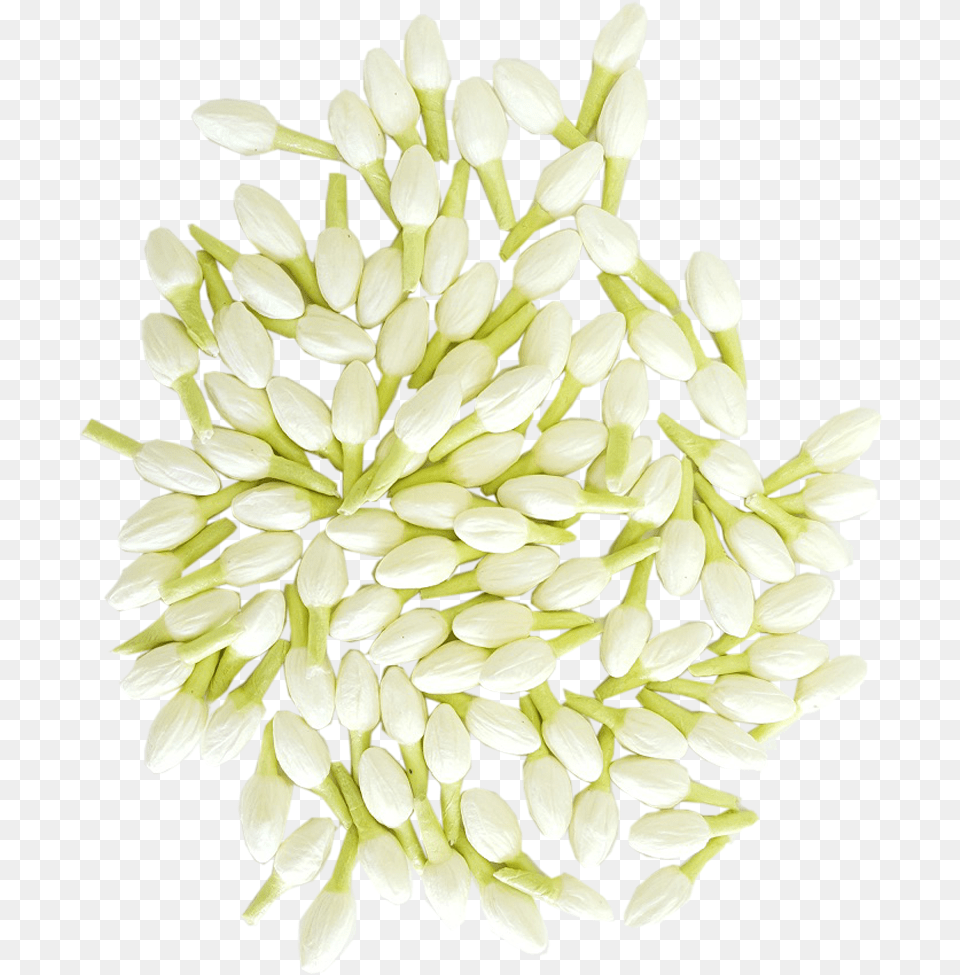 Jasmine, Flower, Petal, Plant Free Transparent Png