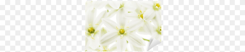 Jasmine, Anther, Flower, Plant, Petal Free Transparent Png