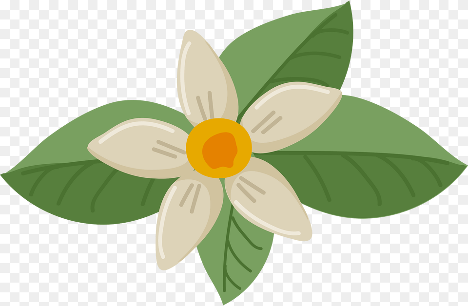 Jasmine Clipart, Anemone, Flower, Plant, Daisy Free Png