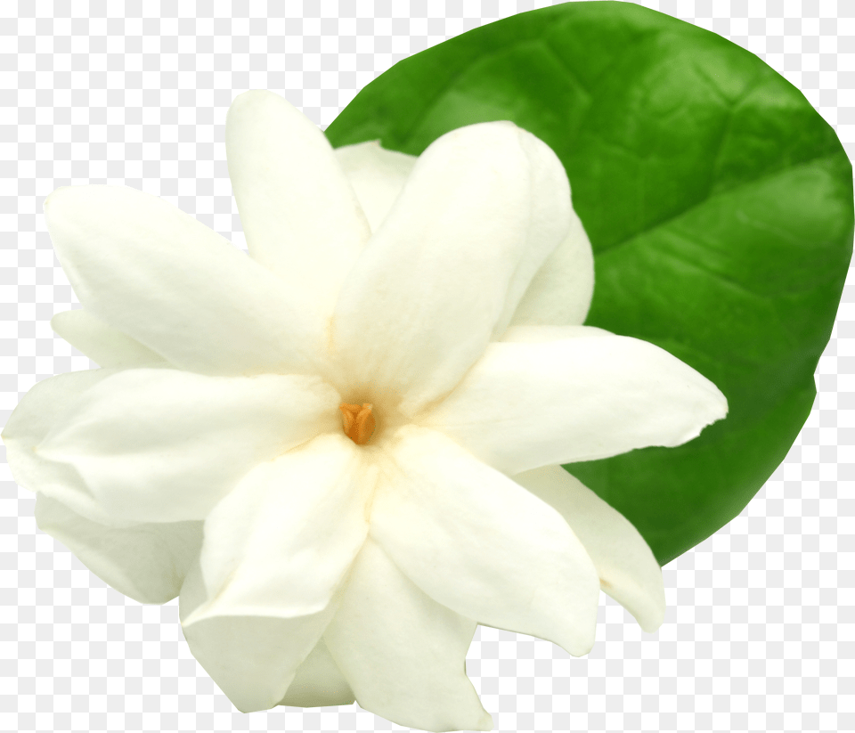 Jasmine Flower Background, Petal, Plant, Rose, Leaf Free Png Download