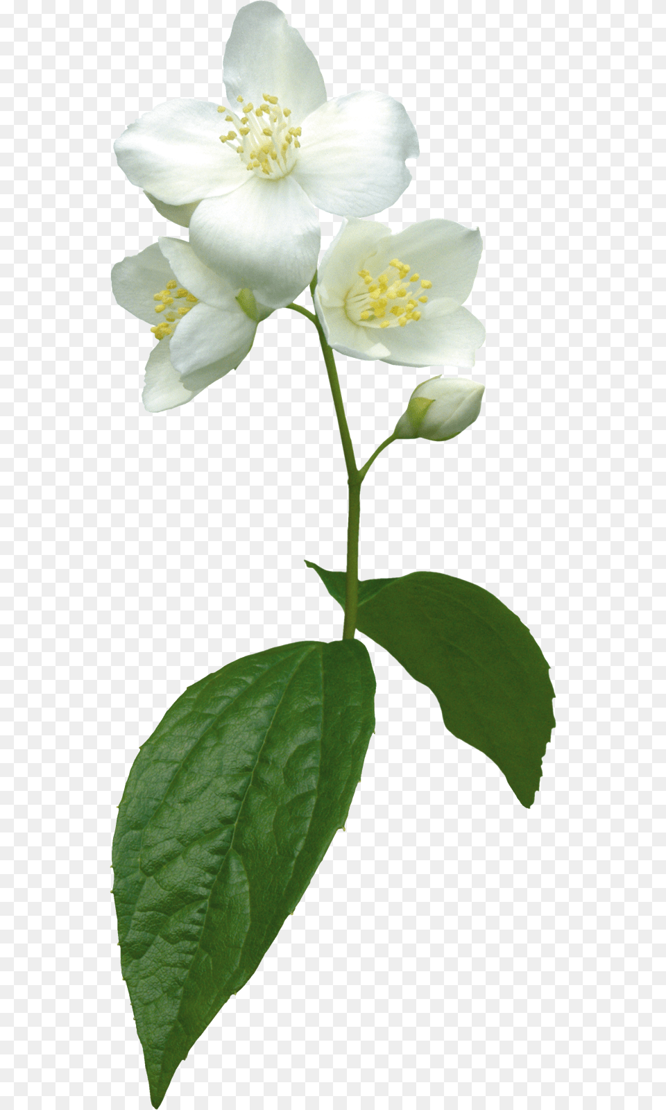 Jasmine Flower Clip Art, Plant, Pollen, Rose, Leaf Free Transparent Png