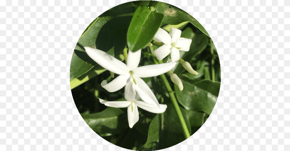 Jasmine Flower Essence Rhythm Of Beauty Frangipani, Plant, Petal Free Png