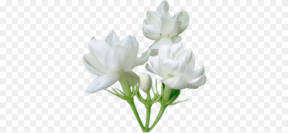 Jasmine Flower Download Single Jasmine Flower, Petal, Plant, Rose Free Png