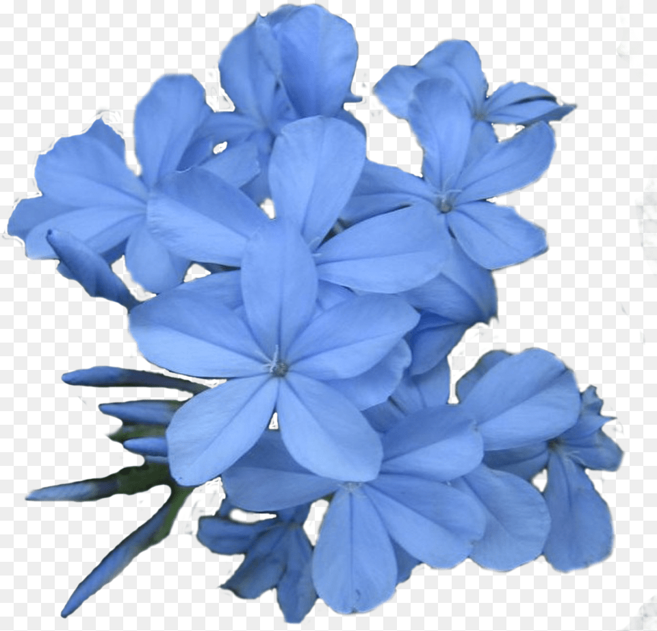 Jasmine Flower Images Flower Wallpaper Hd Blue Jasmine Flower, Geranium, Plant, Petal Free Png Download