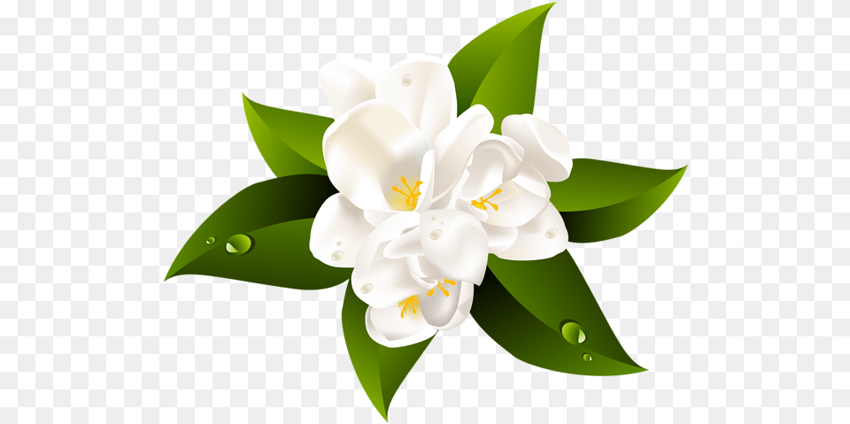 Jasmine Flower Picture Jasmine Flower Clipart, Plant, Anther, Petal, Electrical Device Png