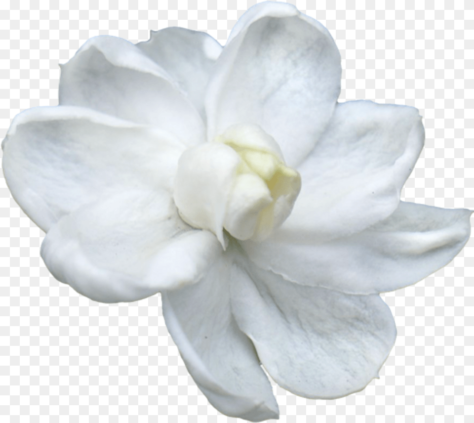 Jasmine Flower Picture White Flower For God, Petal, Plant, Rose Free Transparent Png
