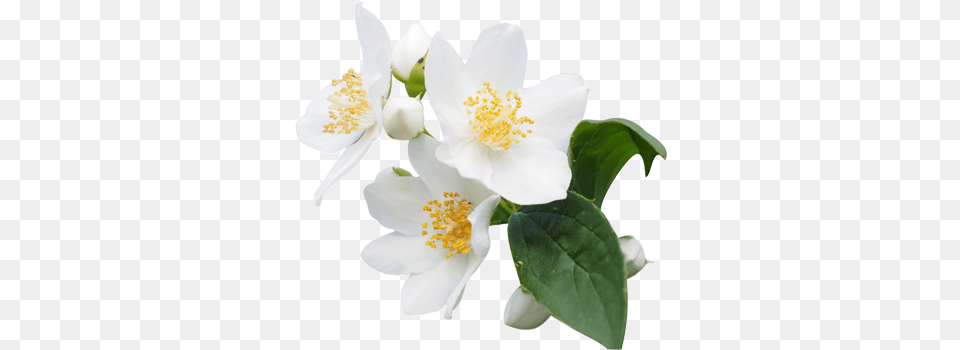 Jasmine Flower Transparent For Jasmine Flower, Anemone, Plant, Pollen, Anther Png