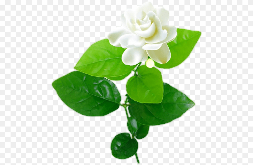 Jasmine Flower With Leaves Jasmine Flower Vector, Leaf, Plant, Rose Png