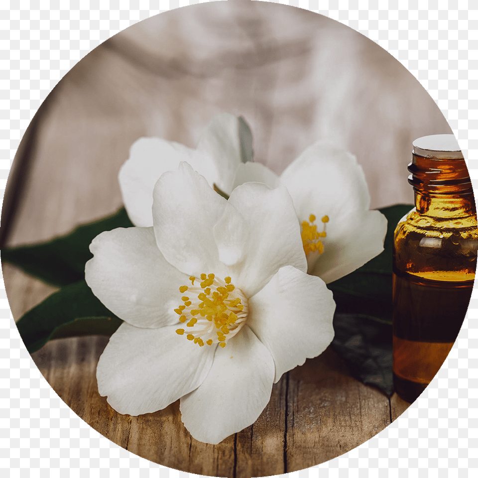 Jasmine Flowers Of Jasmine Oil, Flower, Plant, Pollen, Rose Png