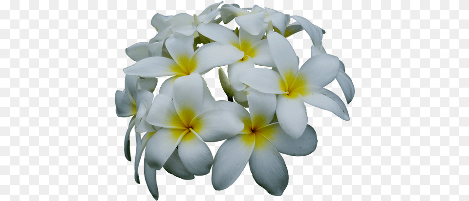 Jasmine Frangipani, Flower, Flower Arrangement, Flower Bouquet, Geranium Free Png