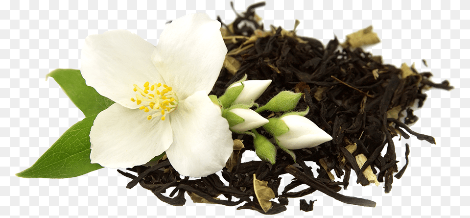 Jasmine Milk Tea Flower, Anemone, Plant, Petal, Pollen Png Image