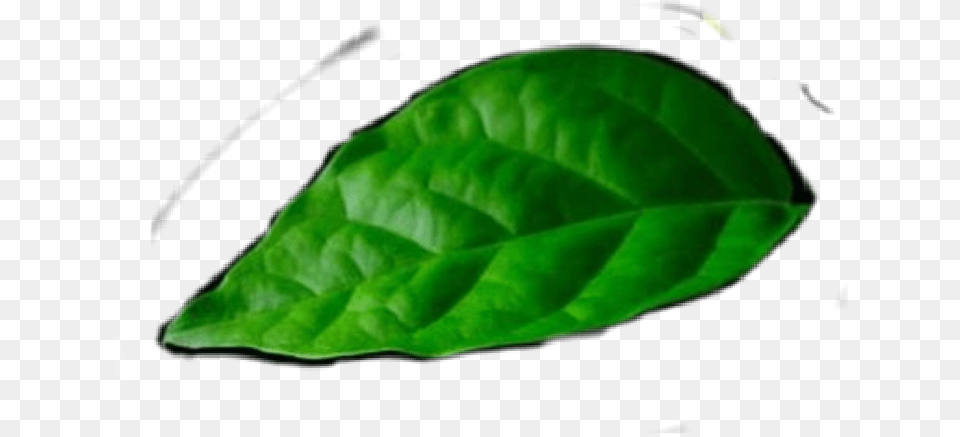 Jasmine Plant, Leaf, Flower, Animal, Reptile Free Transparent Png