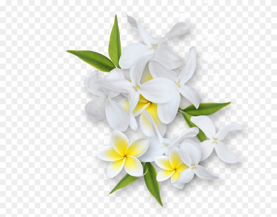 Jasmineflowerclipartblackandwhite Jasmine Flower Black And White, Flower Arrangement, Flower Bouquet, Plant, Petal Png