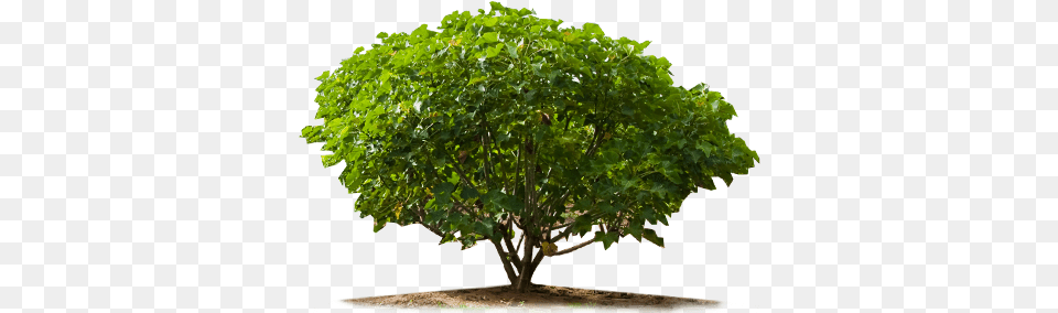Jatropha Big Photoshop Tree Plan, Maple, Oak, Plant, Sycamore Free Png Download