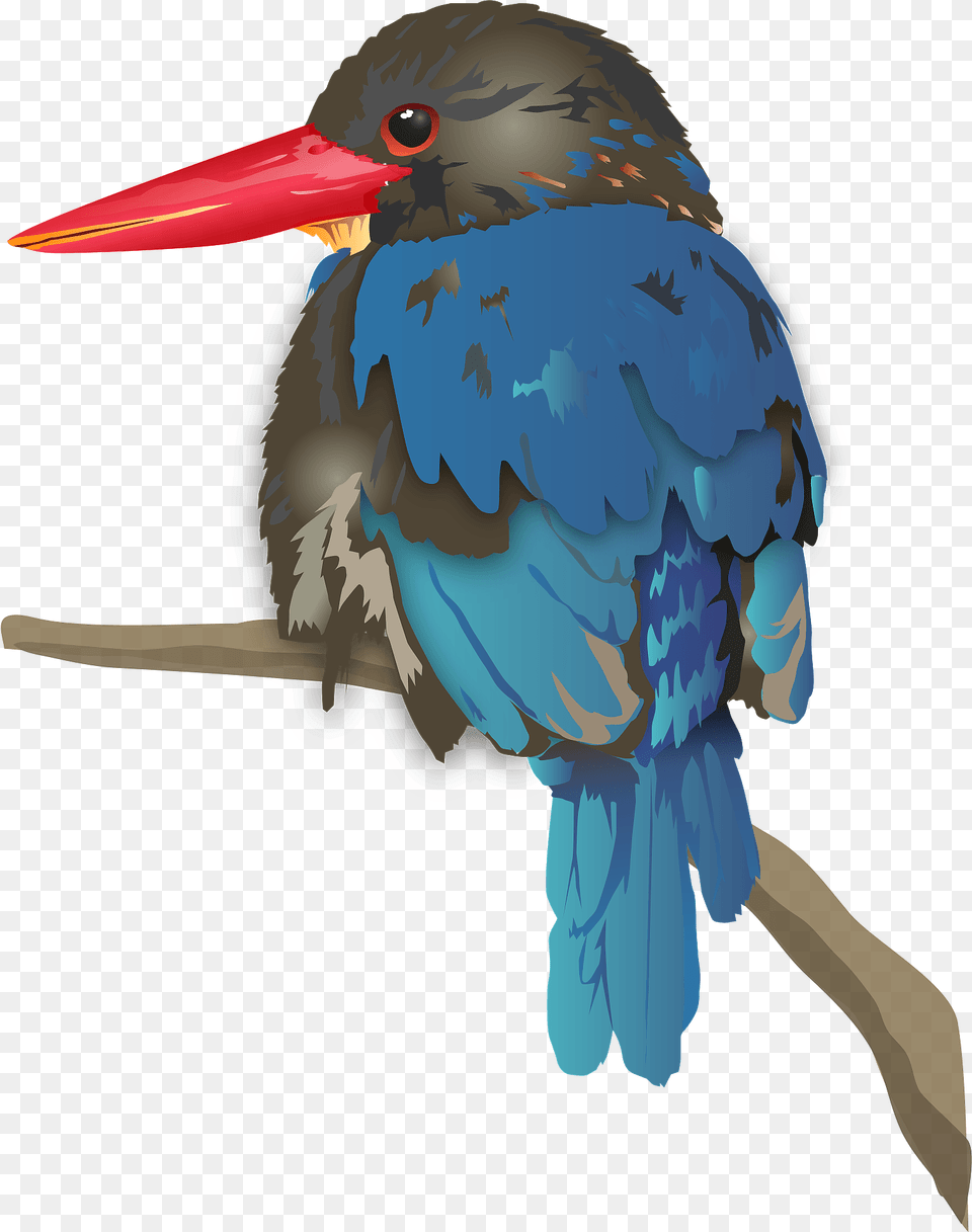 Java Kingfisher Bird Clipart, Animal, Beak, Jay, Fish Png