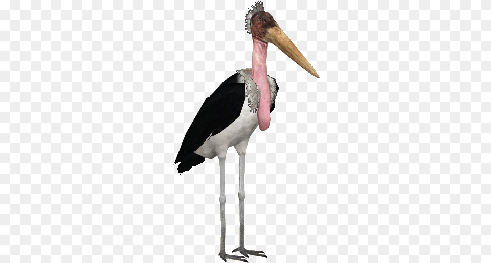 Javan Giant Stork Adult Zt2 Wood Stork, Animal, Bird, Waterfowl, Beak Free Transparent Png