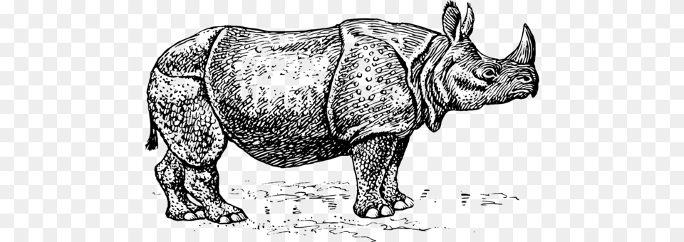 Javan Rhinoceros Unicorn Horn T Shirt, Gray Free Png