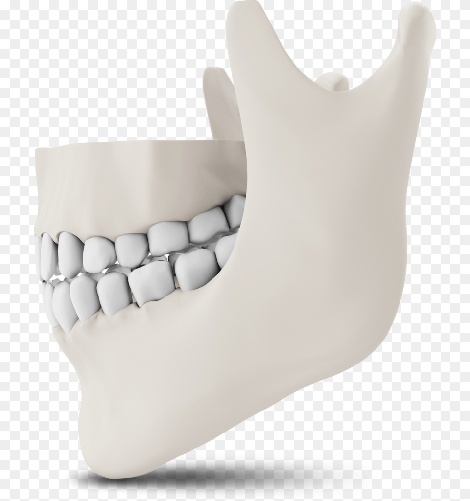 Jaw Bone Model The Oral Surgery Group Chair, Body Part, Mouth, Person, Teeth Png