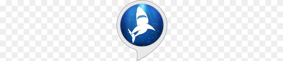 Jaws Converter Alexa Skills, Animal, Fish, Sea Life, Shark Png