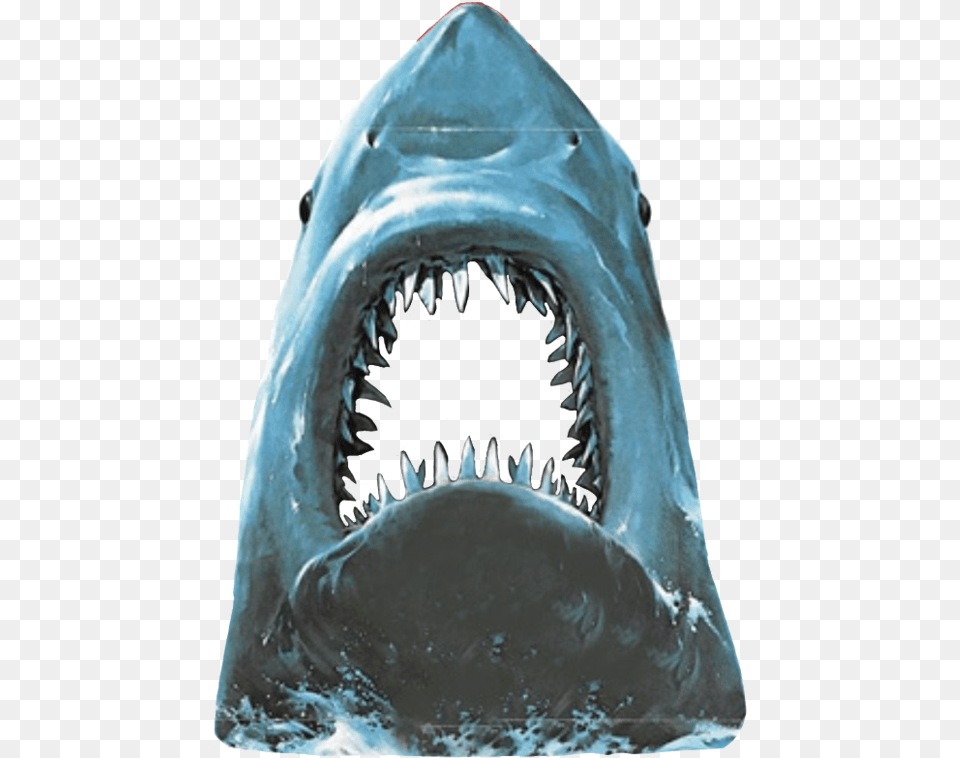 Jaws Don39t Worry Me The Revolutionary American Films Of, Animal, Fish, Sea Life, Shark Free Transparent Png