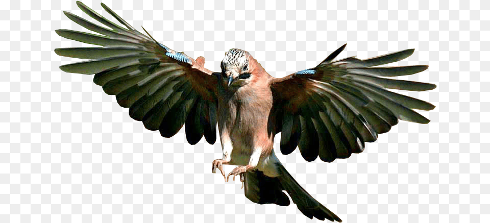 Jay Bird Flying Background Flying Bird Background, Animal, Vulture, Beak Free Transparent Png