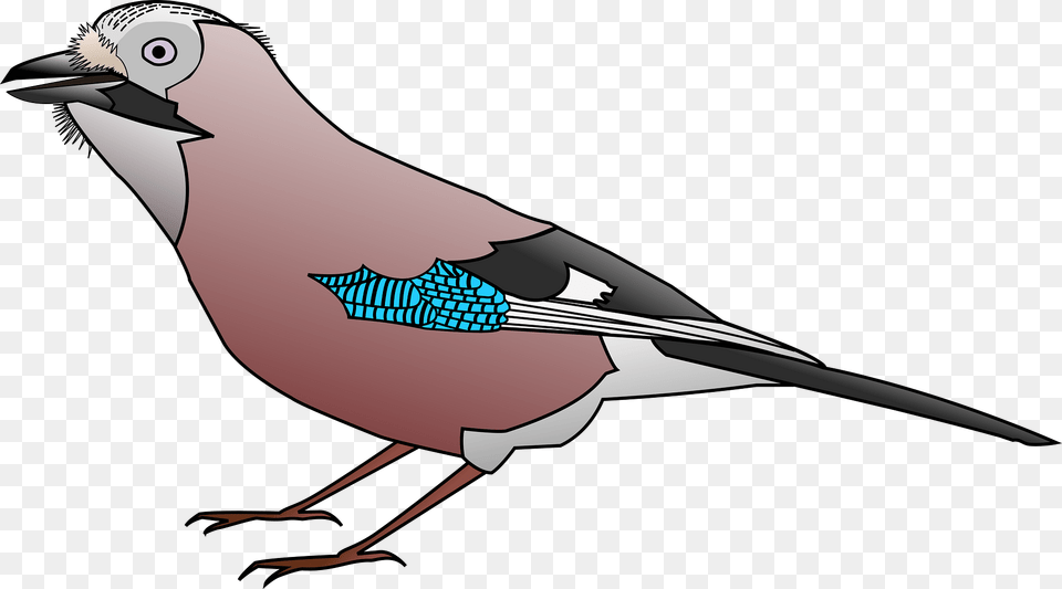 Jay Clipart, Animal, Bird, Finch, Blue Jay Free Png