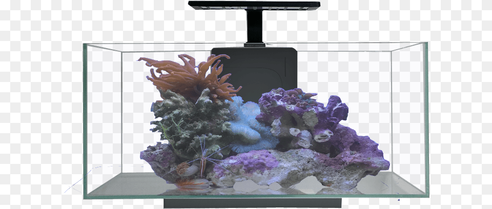 Jbj 10g Desktop Flat Panel Jbj Rimless, Animal, Sea Life, Sea, Reef Free Png Download