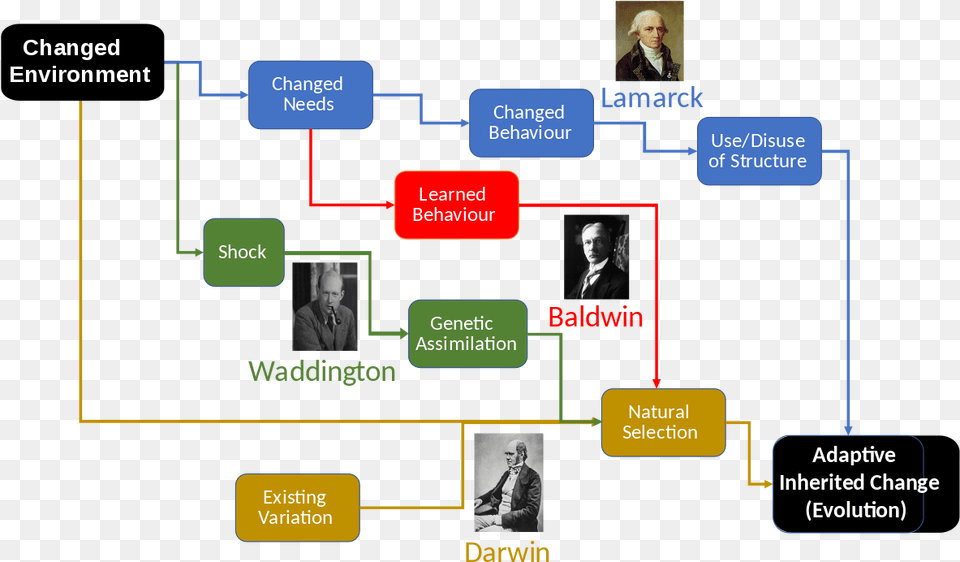 Jean Baptiste De Lamarck, Person, Face, Head, Diagram Png