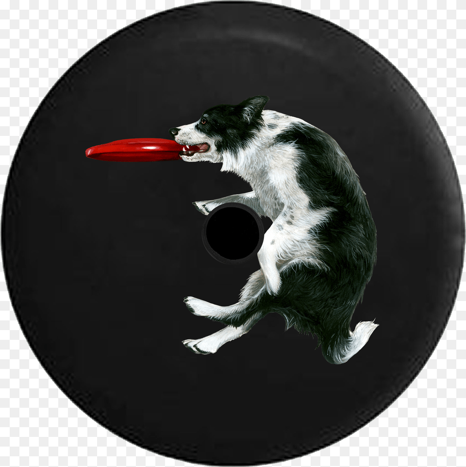 Jeep Wrangler Jl Backup Camera Day Border Collie Frisbee Dog Catches Something, Toy, Animal, Canine, Mammal Free Png Download