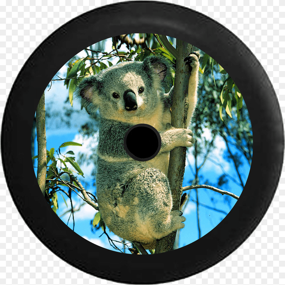 Jeep Wrangler Jl Backup Camera Koala Bear In Bamboo Koala Climbing A Tree, Photography, Animal, Mammal, Monkey Free Png