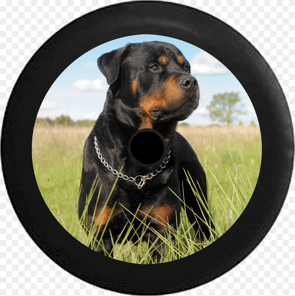 Jeep Wrangler Jl Backup Camera Loyal Rottweiler In Rottweiler Marks, Photography, Mammal, Animal, Canine Png Image