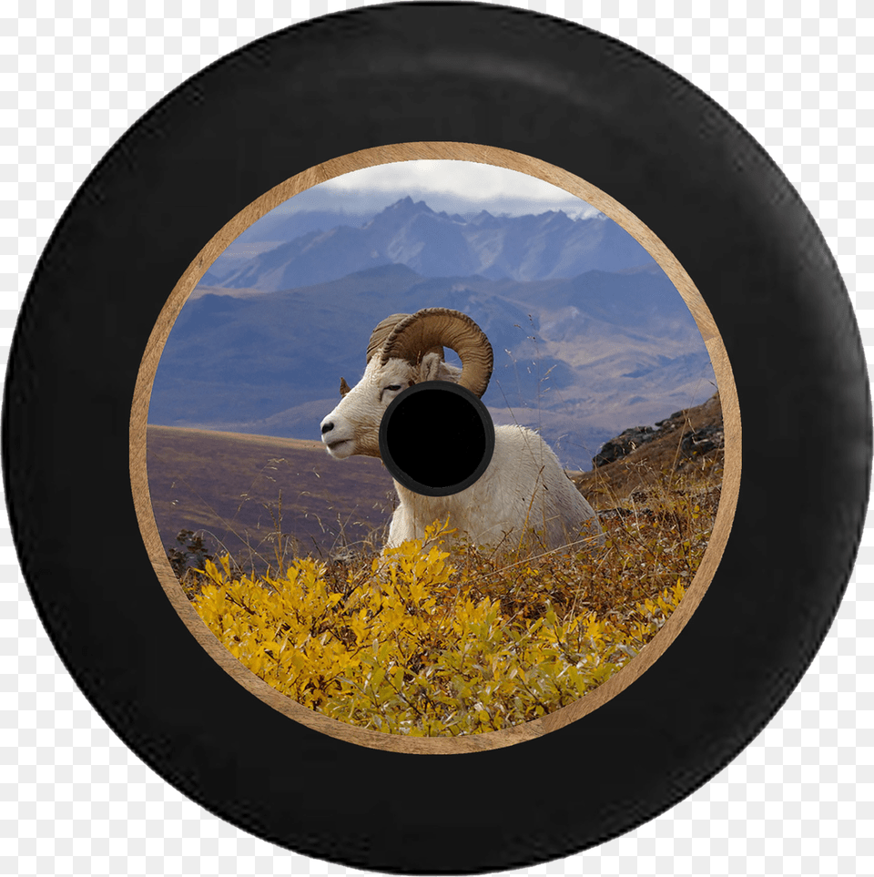 Jeep Wrangler Jl Backup Camera Ram Horns In The Mountain Denali National Park, Photography, Animal, Livestock, Mammal Free Transparent Png