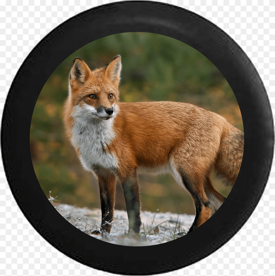Jeep Wrangler Spare Tire Cover With Red Fox Red Fox Pennsylvania, Logo, Symbol, Badge Free Png Download