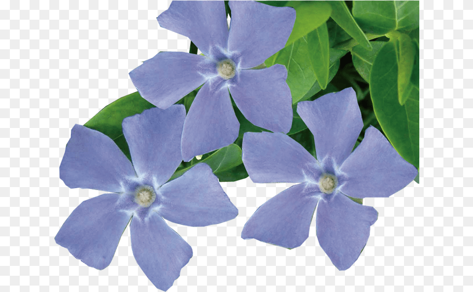 Jeepers Creepers Down Low And Fun To Grow Valleybrook Periwinkle Flower, Geranium, Petal, Plant, Acanthaceae Free Transparent Png