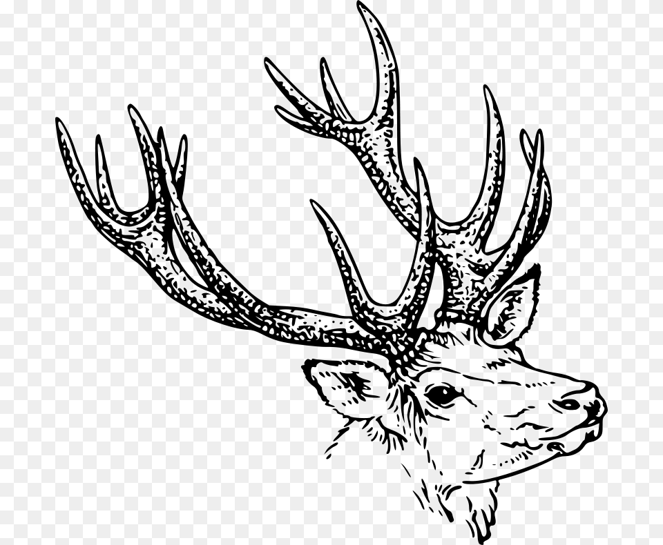 Jelen Kova Glava Openclipart Stag Head Drawing, Gray Png