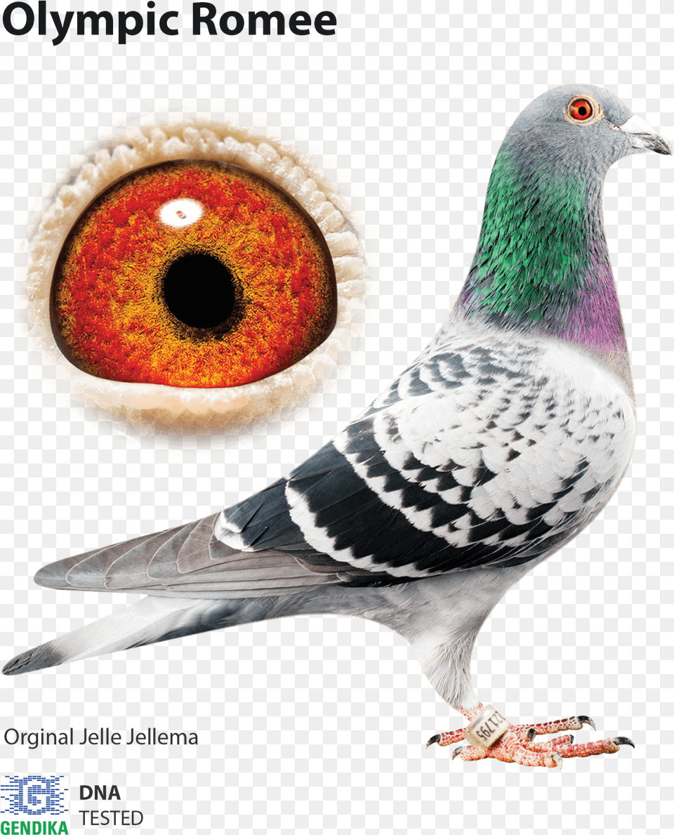 Jelle Jellema Racing Pigeons, Animal, Bird, Pigeon, Dove Free Png
