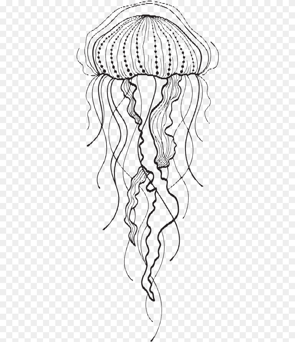 Jelly Fish Drawing At Getdrawings Moon Jelly, Animal, Sea Life, Person, Invertebrate Free Png Download
