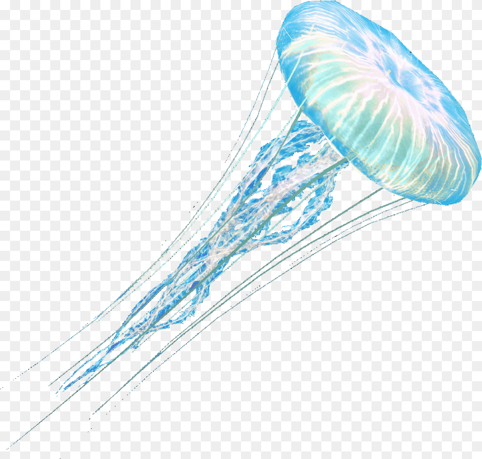 Jelly Fish Jellyfish Background, Animal, Invertebrate, Sea Life Free Transparent Png